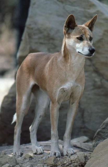 Dingo | Animals. Animals, Animals! Wiki | Fandom
