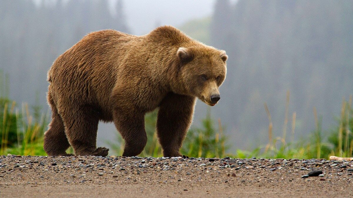 Brown bear - Wikipedia