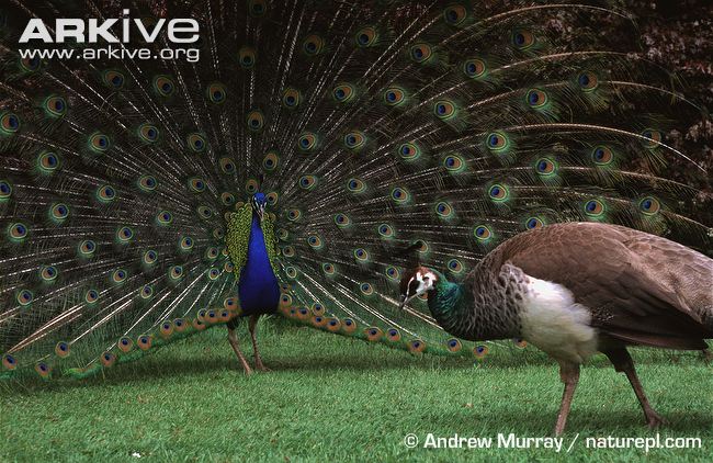 Indian Peafowl, Animals Wiki