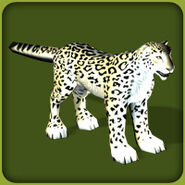 Snow Leopard (Blue Fang)