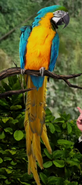 MAD Macaw