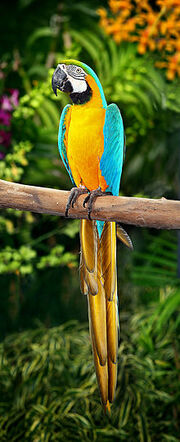 220px-Blue-and-Yellow-Macaw