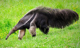 Giant Anteater