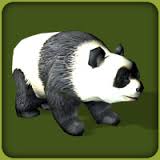 Giant panda (Blue Fang)