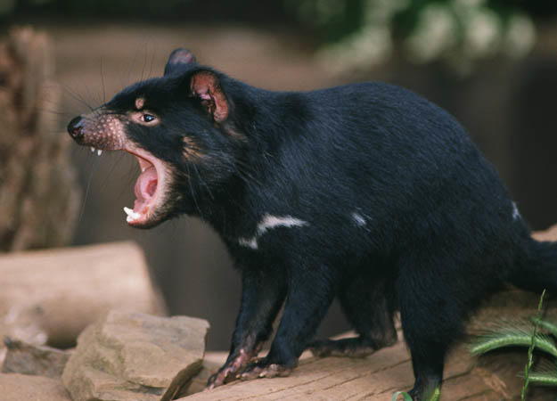Tasmanian Devil | Animals Wiki | Fandom Tasmanian Devil | Animals Wiki | Fandom