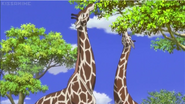 JEL Giraffes