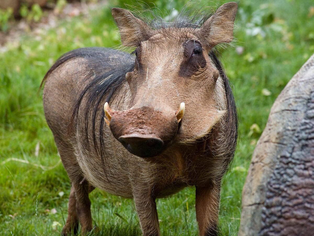 Warthog | Animals Wiki | Fandom