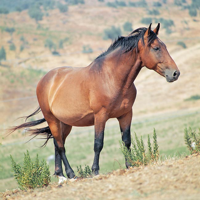 Domestic Horse | Animals Wiki | Fandom