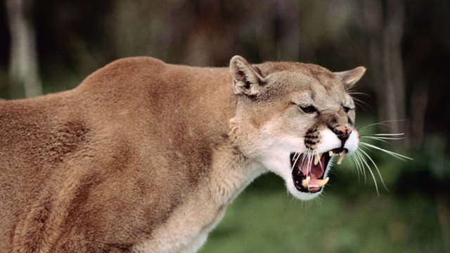 Cougar, Animals Wiki