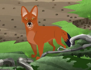 Dhole-0