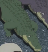 JEL Alligators