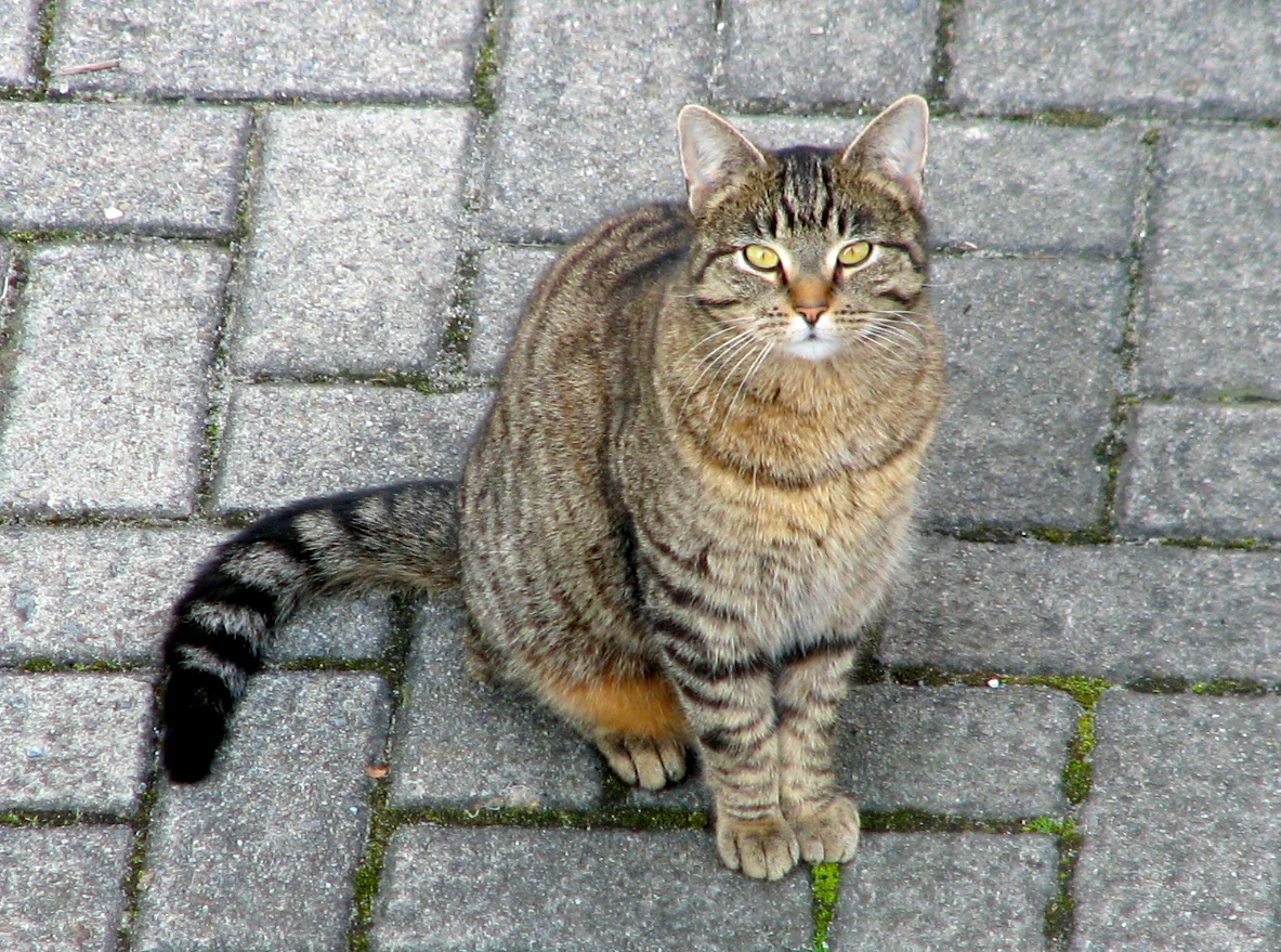 Domestic Cat | Animals Wiki | Fandom