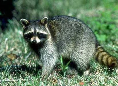 Common Raccoon | Animals Wiki | Fandom