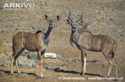 Male-and-female-greater-kudu-