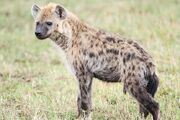 Spotted-Hyena-Female