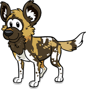 Cp African Painted Dog