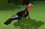 Wild Turkey (Wild Kratts)