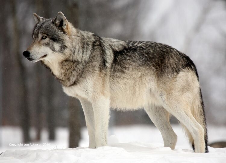 grey wolf body