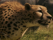 Narnia Cheetah