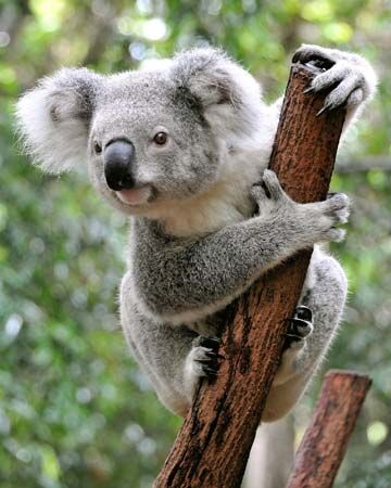 Koala — Wikipédia