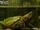 Alligator Snapping Turtle