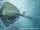 Southern Stingray