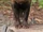Bush Dog