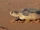 Flatback Sea Turtle
