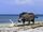 Andrewsarchus