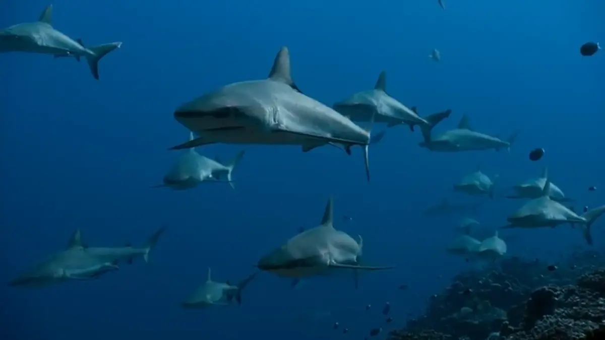 Grey Reef Shark | Animals Wiki | Fandom