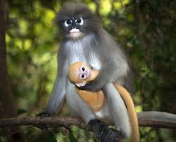 Dusky Leaf Monkey, NatureRules1 Wiki