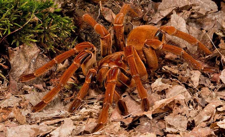 king baboon tarantula