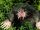 Star-nosed Mole