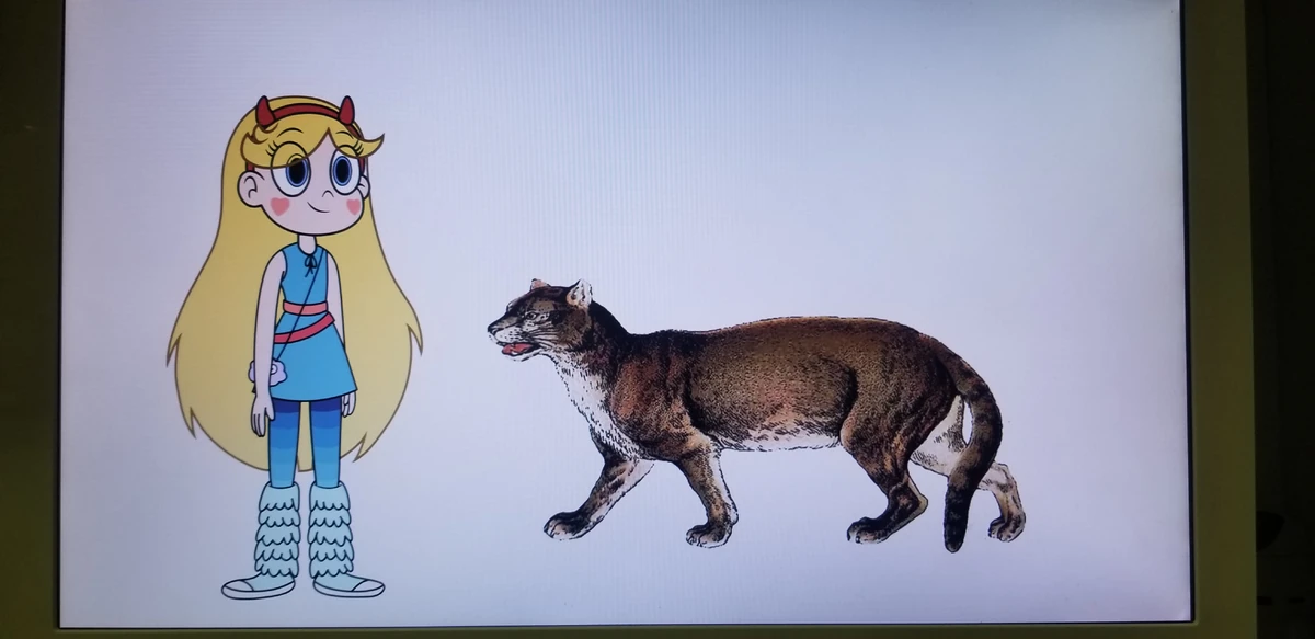 Simocyon Animals Wiki Fandom