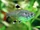 X-ray Tetra