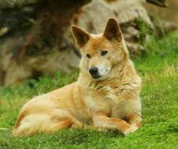 Dingo - Wikipedia