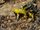 Lowland Streaked Tenrec