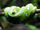 Emerald Tree Boa