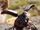 European Rhinoceros Beetle