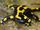 Fire Salamander