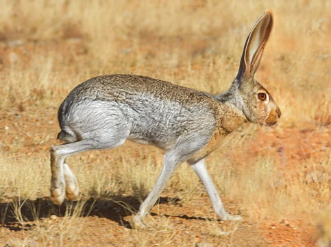 Antelope Jackrabbit | Animals Wiki | Fandom