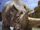 Arsinoitherium