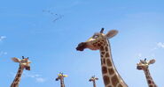 Giraffe-zambezia