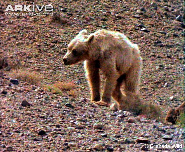 gobi animals