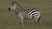 Plains Zebra as Francis