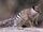 Numbat