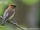 Cedar Waxwing