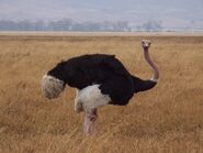 Ostrich as Mosquito who drinks 'Bloody Mary'