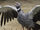 Southern Screamer