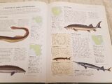 List of Species in The Illustrated Guide to Freshwater Fish and River Creatures